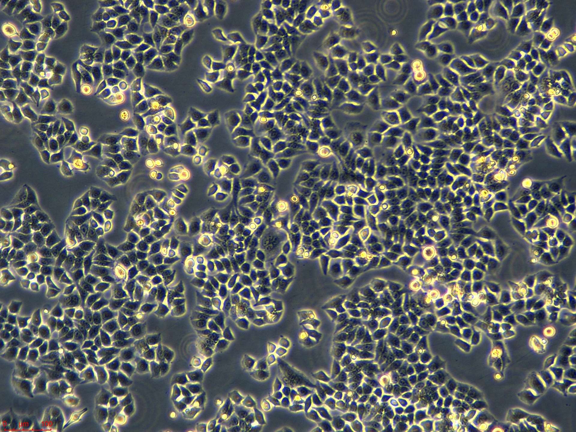 小鼠骨髓来源树突状细胞dc2.4现货