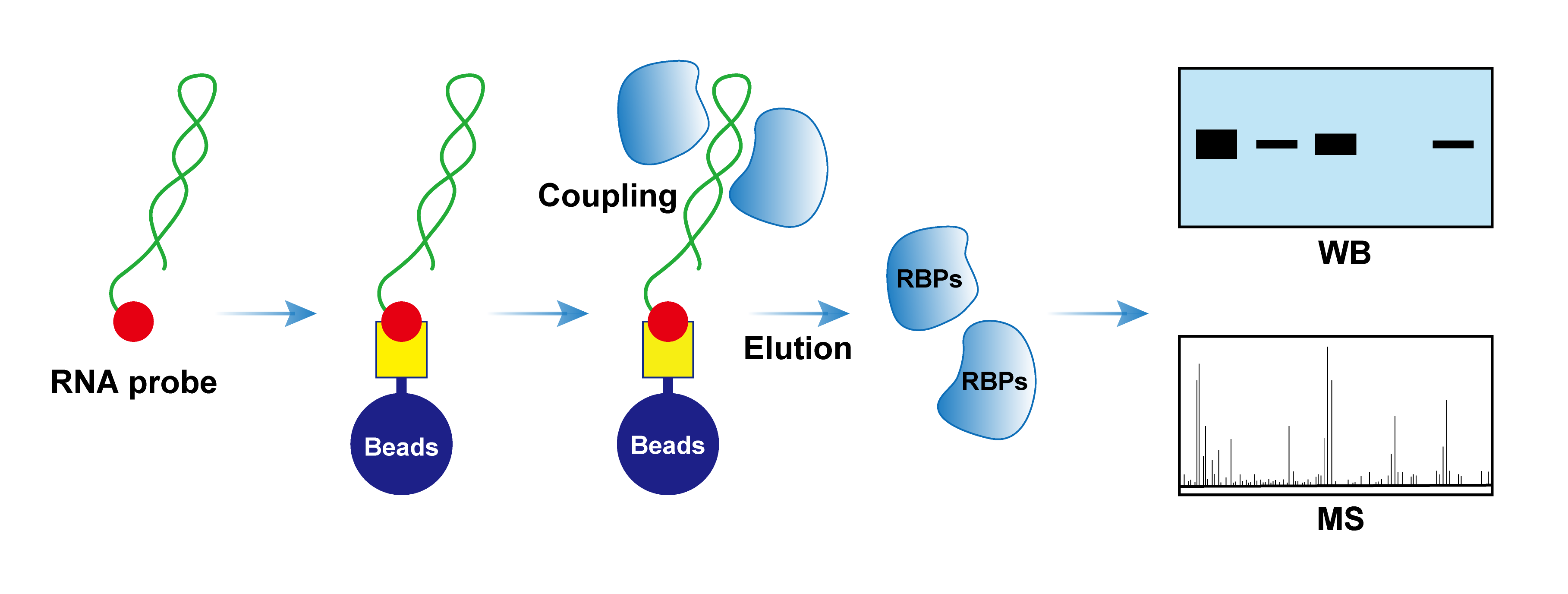 rna pull-down试剂盒