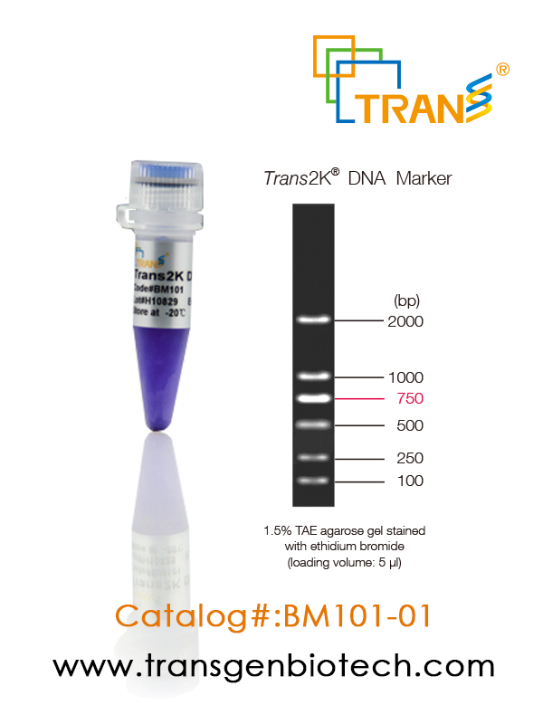 Trans2K® DNA Marker