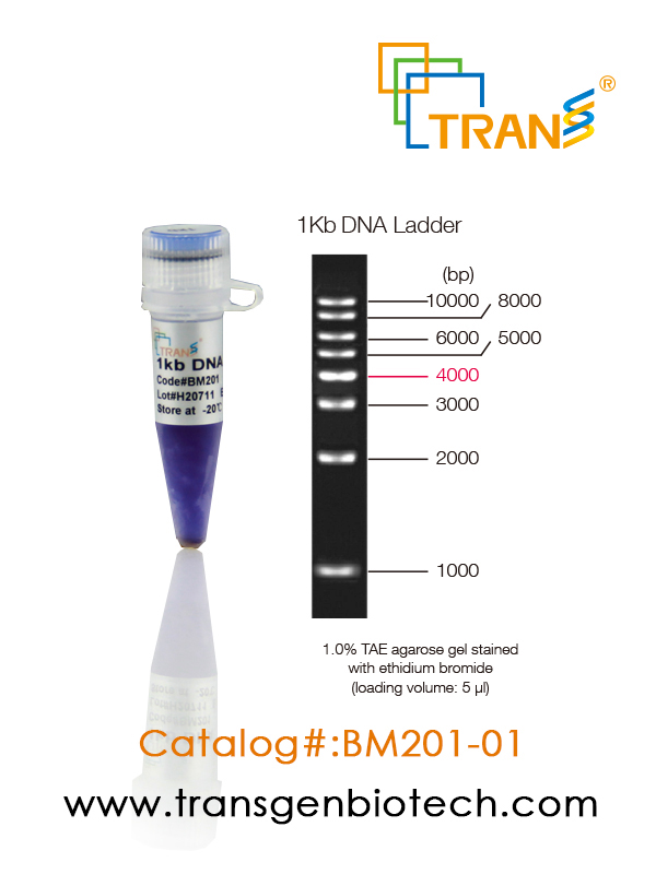 1Kb DNA Ladder