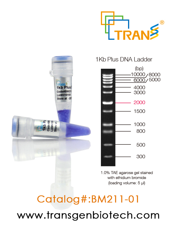 1Kb Plus DNA Ladder