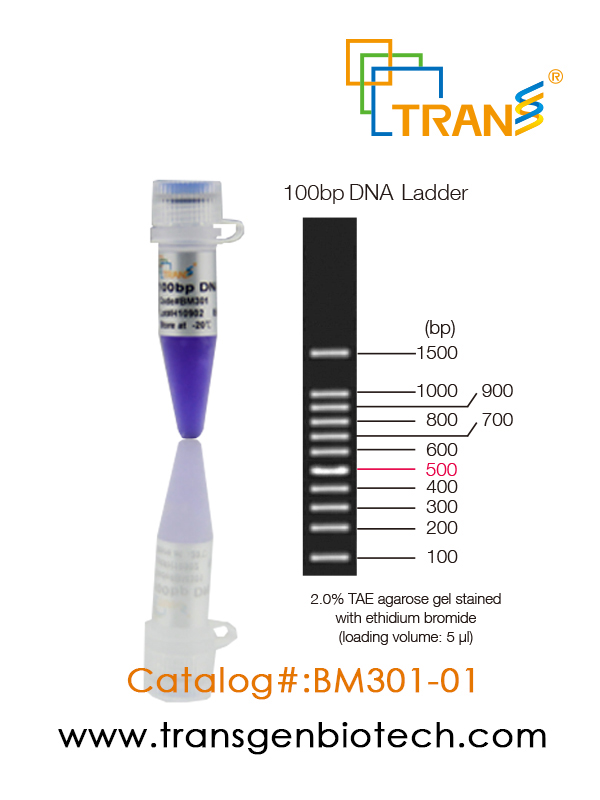 100bp DNA Ladder