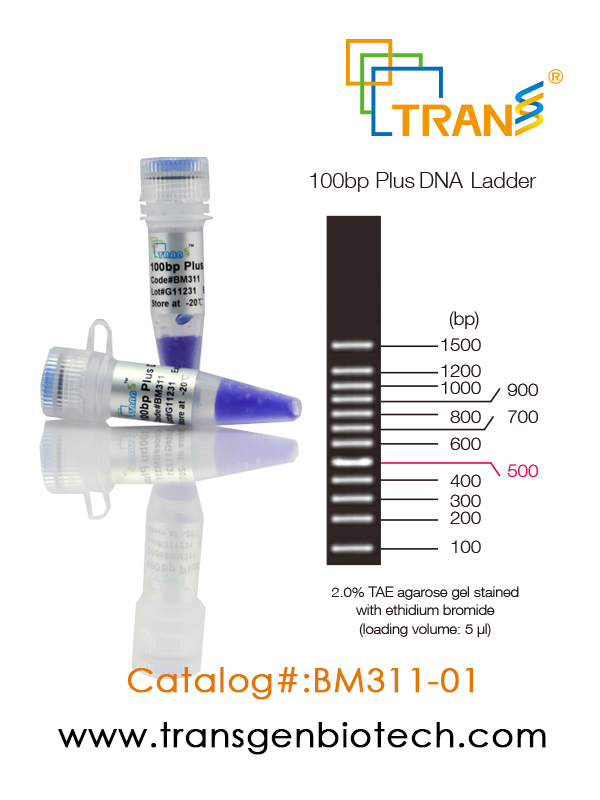 100bp Plus DNA Ladder