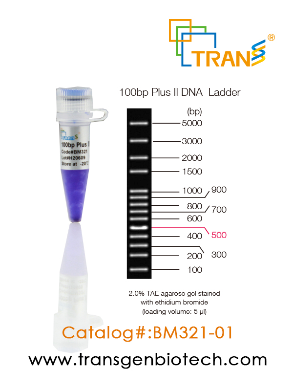 100bp Plus II DNA Ladder