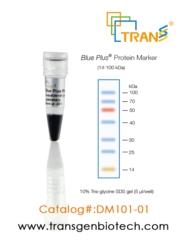 Blue Plus® Protein Marker (14-100 kDa)