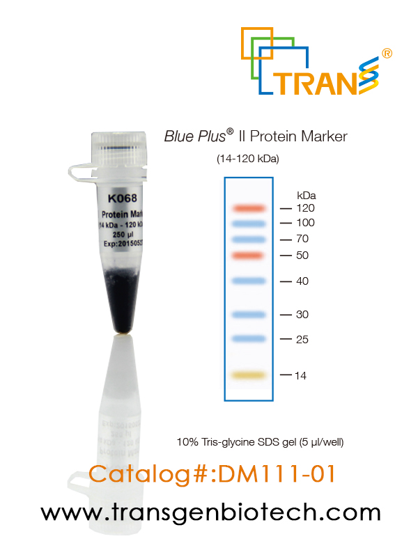 Blue Plus® II Protein Marker (14-120 kDa)