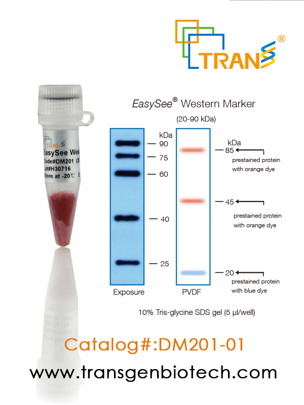 EasySee® Western Marker (25-90 kDa)
