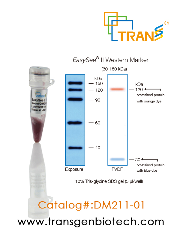 EasySee®  II Western Marker (30-150 kDa)