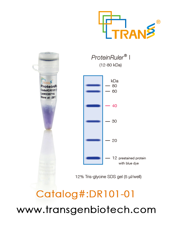 ProteinRuler® I (12-80 kDa)