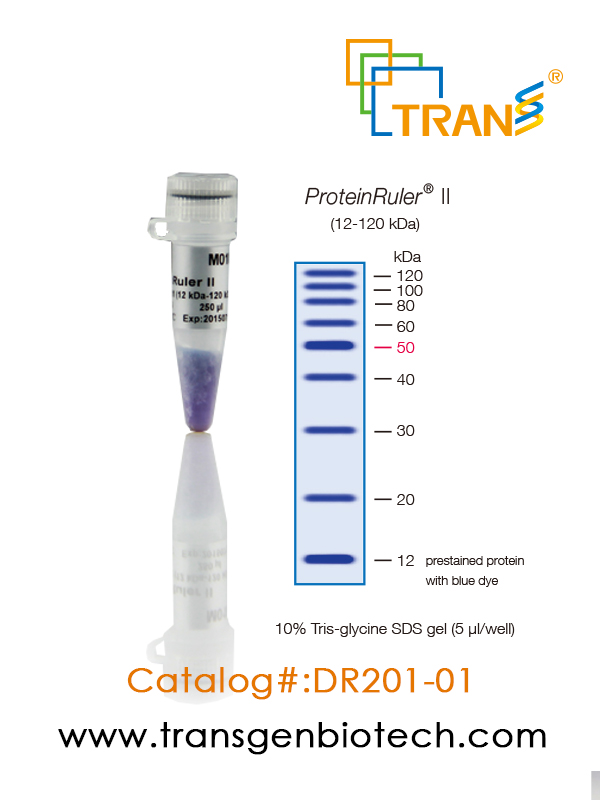 ProteinRuler® II (12-120 kDa)