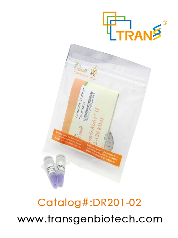 ProteinRuler® II (12-120 kDa)