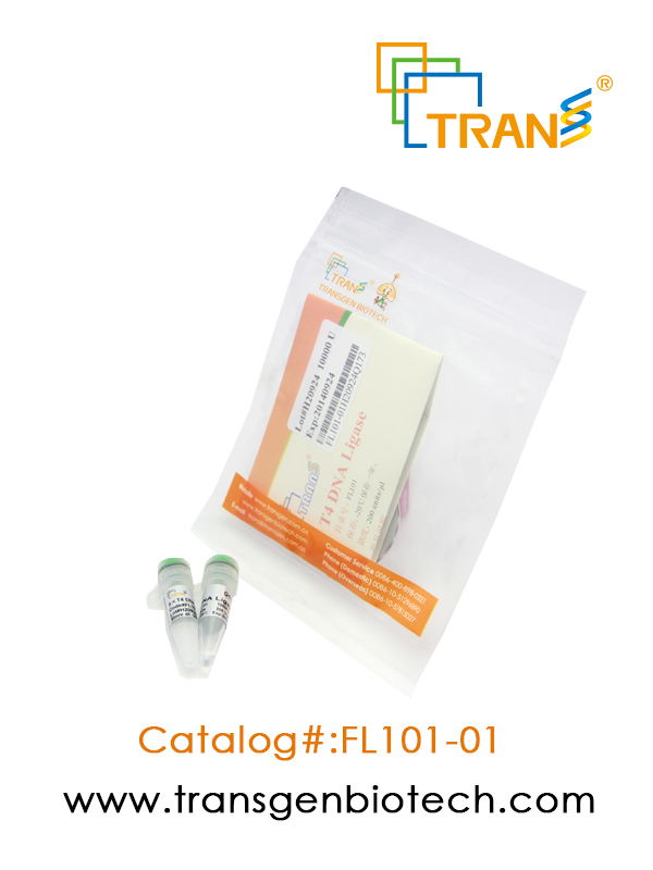 T4  DNA Ligase