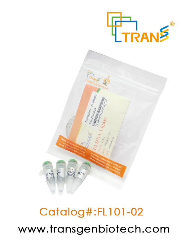 T4  DNA Ligase