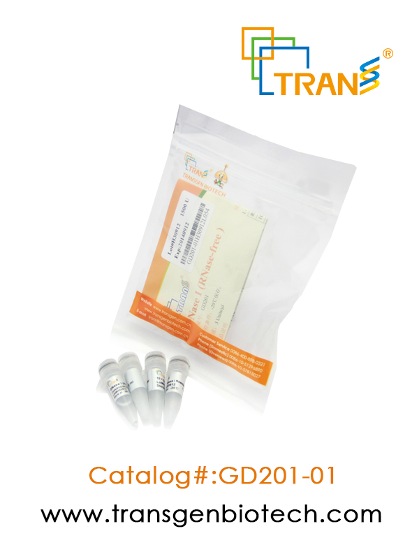DNase I (RNase-free )