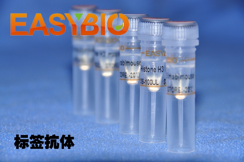 anti-C-Myc-Tag Rabbit Polyclonal Antibody 抗C-Myc标签多克隆抗体