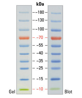 DNAmarker标准条带图图片