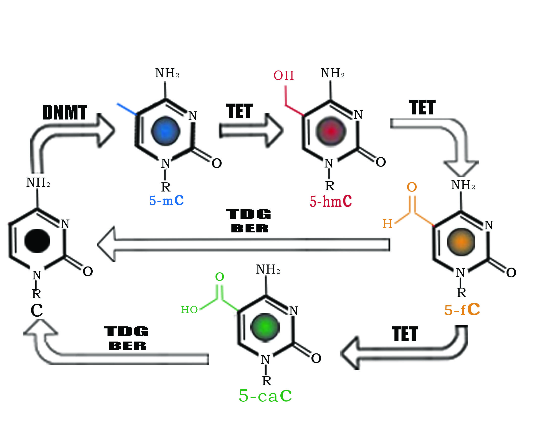m6a rna甲基化定量检测试剂盒(比色法) epiquik m6a rna methylation