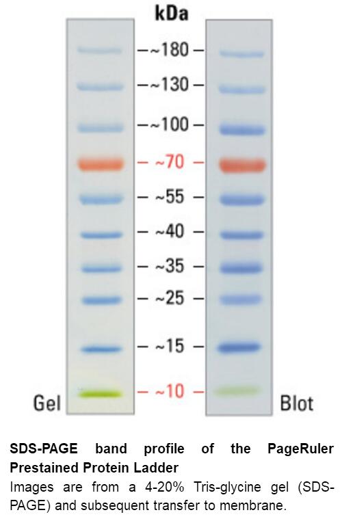 pageruler prestained protein ladder, 10 to 180 kda