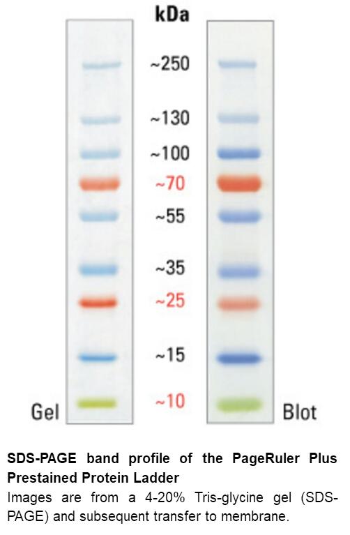 pageruler plus prestained protein ladder, 10 to 250 kda