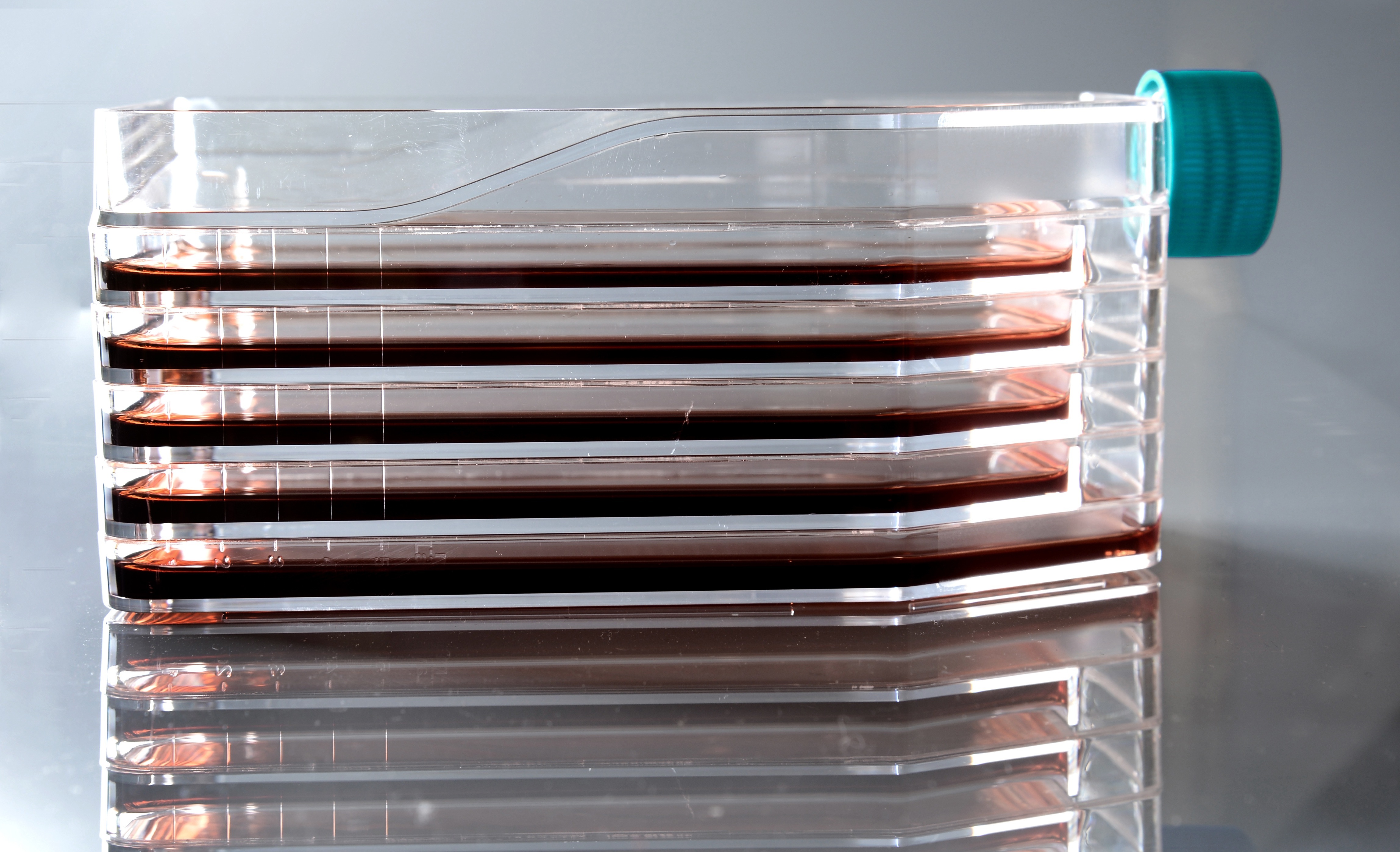 五层直颈细胞培养瓶,透气盖,tc