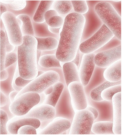 top10电激感受态细胞