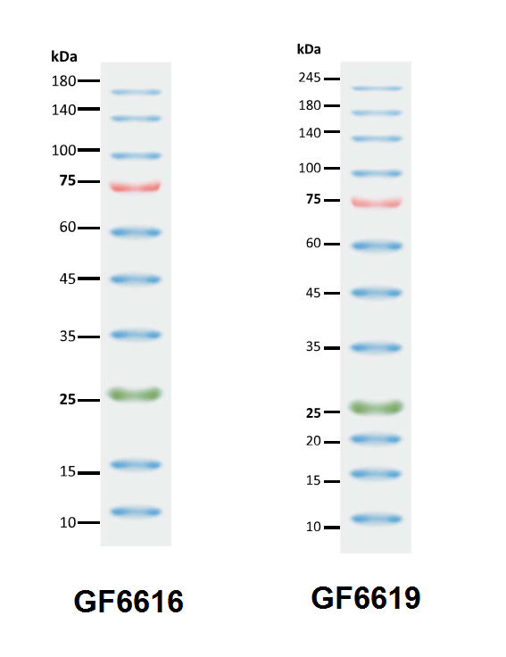 三色预染蛋白marker(10-180kda)