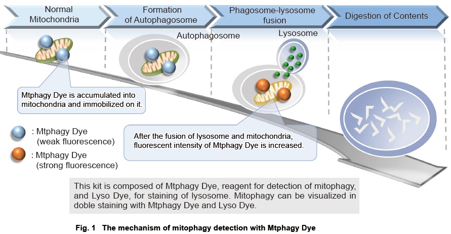 線粒體自噬檢測試劑盒mitophagy detection kit