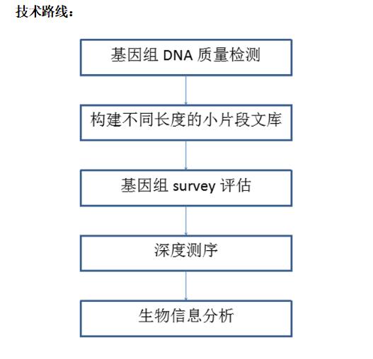 全基因组 denovo测序