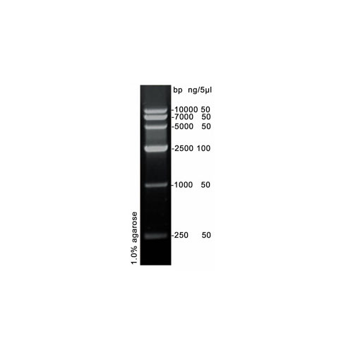 ph0007 名稱 dna marker vi (250-10000bp) 規格 100 test (2×250ul)