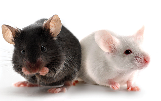 sd大鼠 雄 小于50g