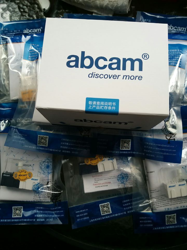 anti-angiopoietin 1 antibody [epr2889(n)] - bsa and azide free