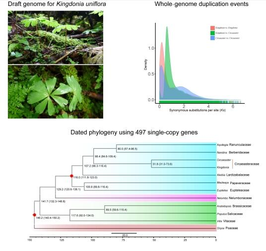 武漢植物園在古老孑遺植物獨葉草基因組學研究中獲進展