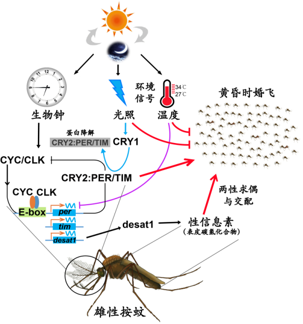 钟控基因desat1参与合成的二十七烷作为信息素促进两性求偶和交配来源