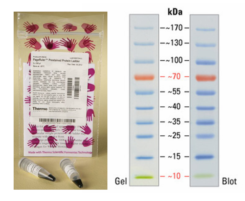 pageruler prestained protein ladder, 10 to 180 kda