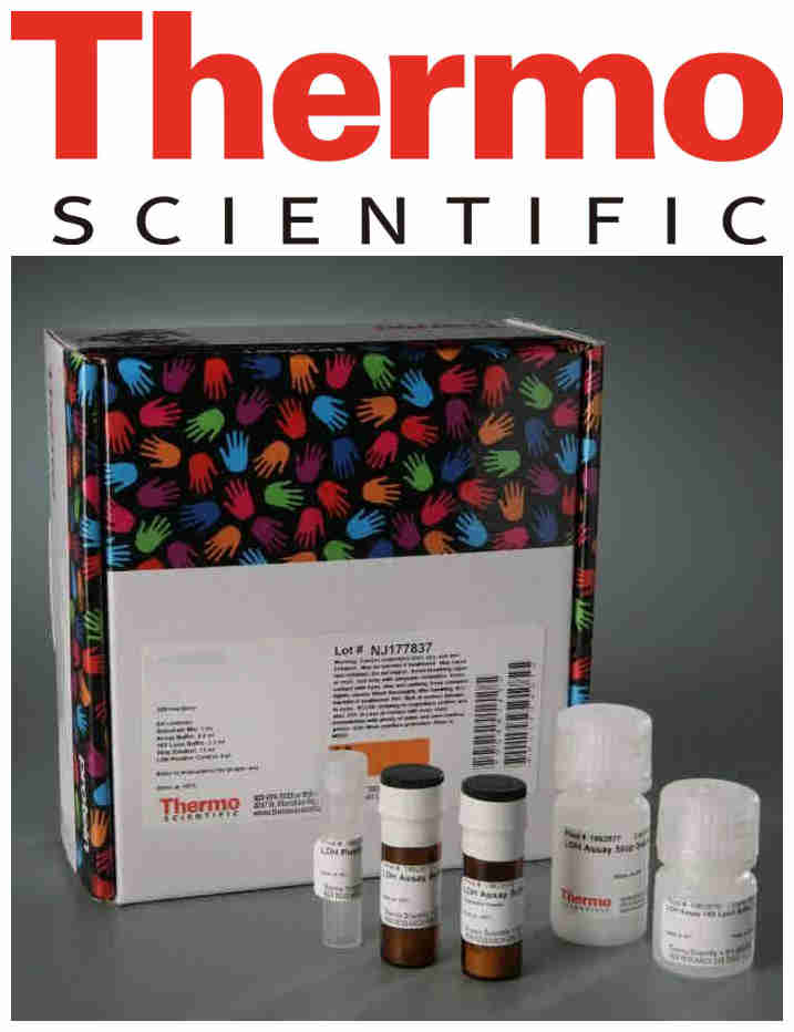 pageruler plus prestained protein ladder, 10 to