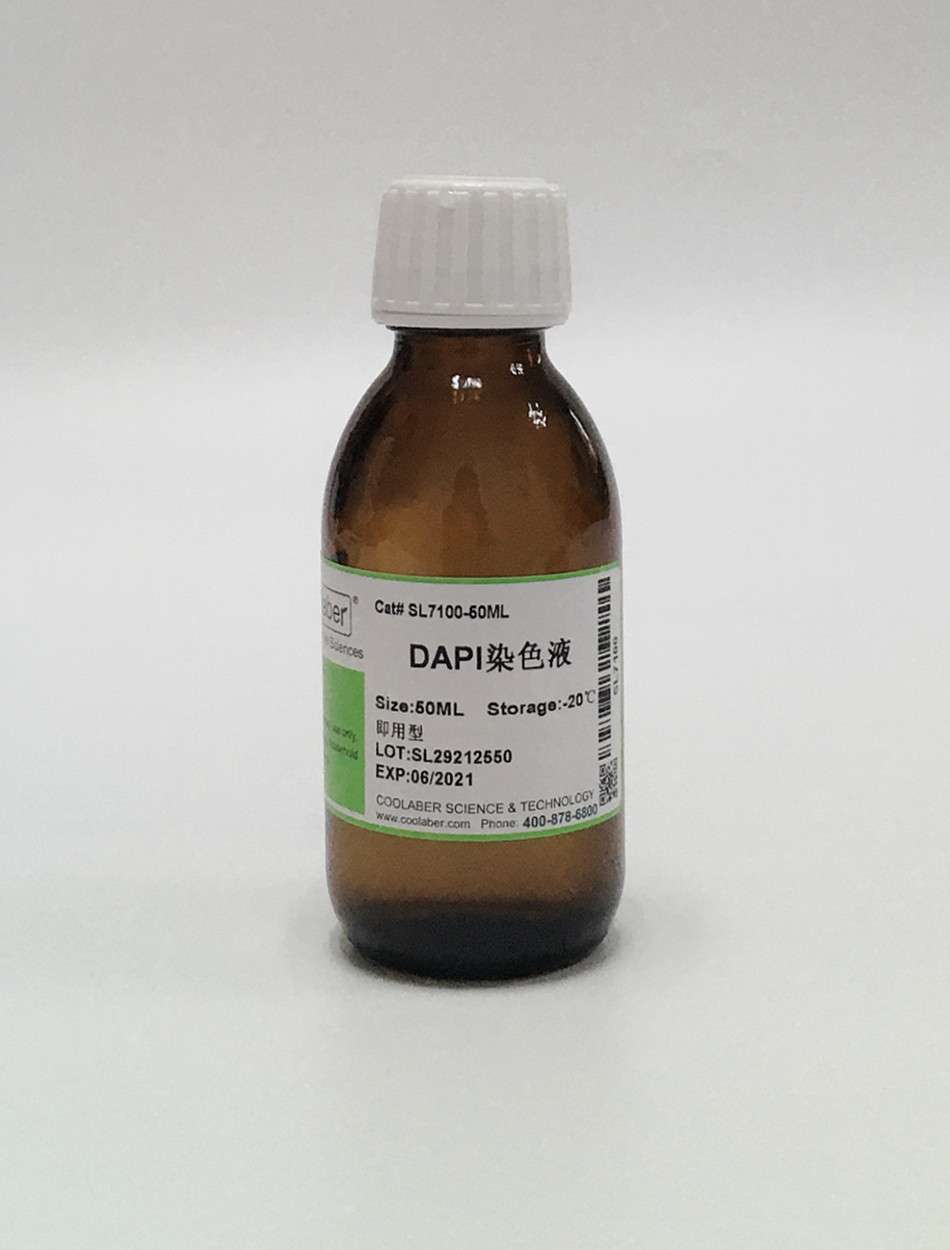 1×dapi染色液(即用型)