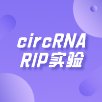 circRNA RIP实验
