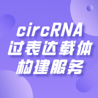 circRNA过表达载体构建