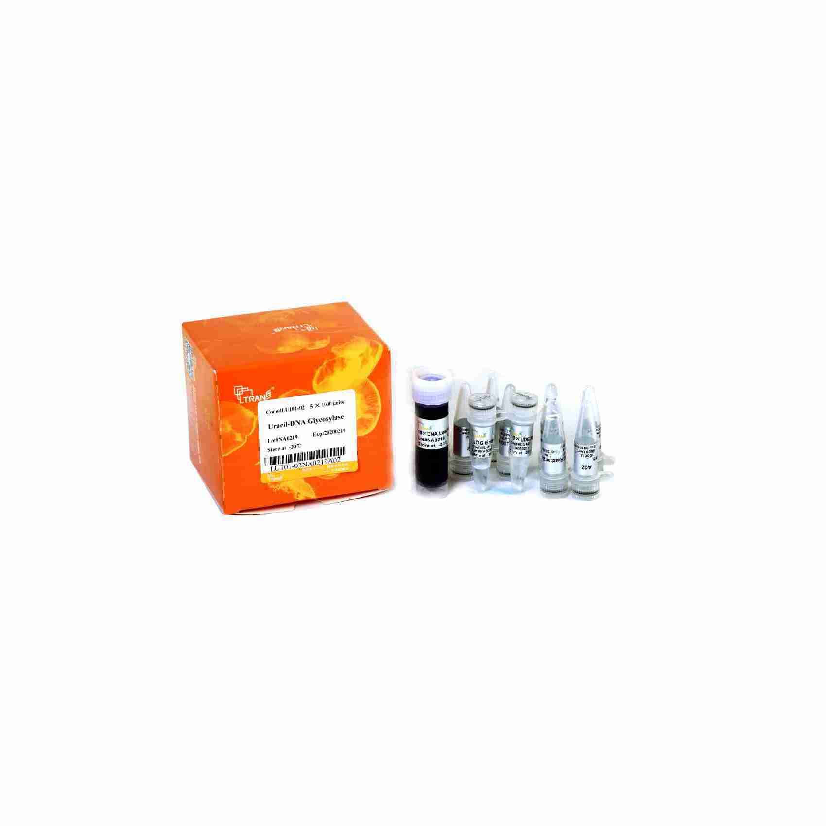 Uracil-DNA Glycosylase