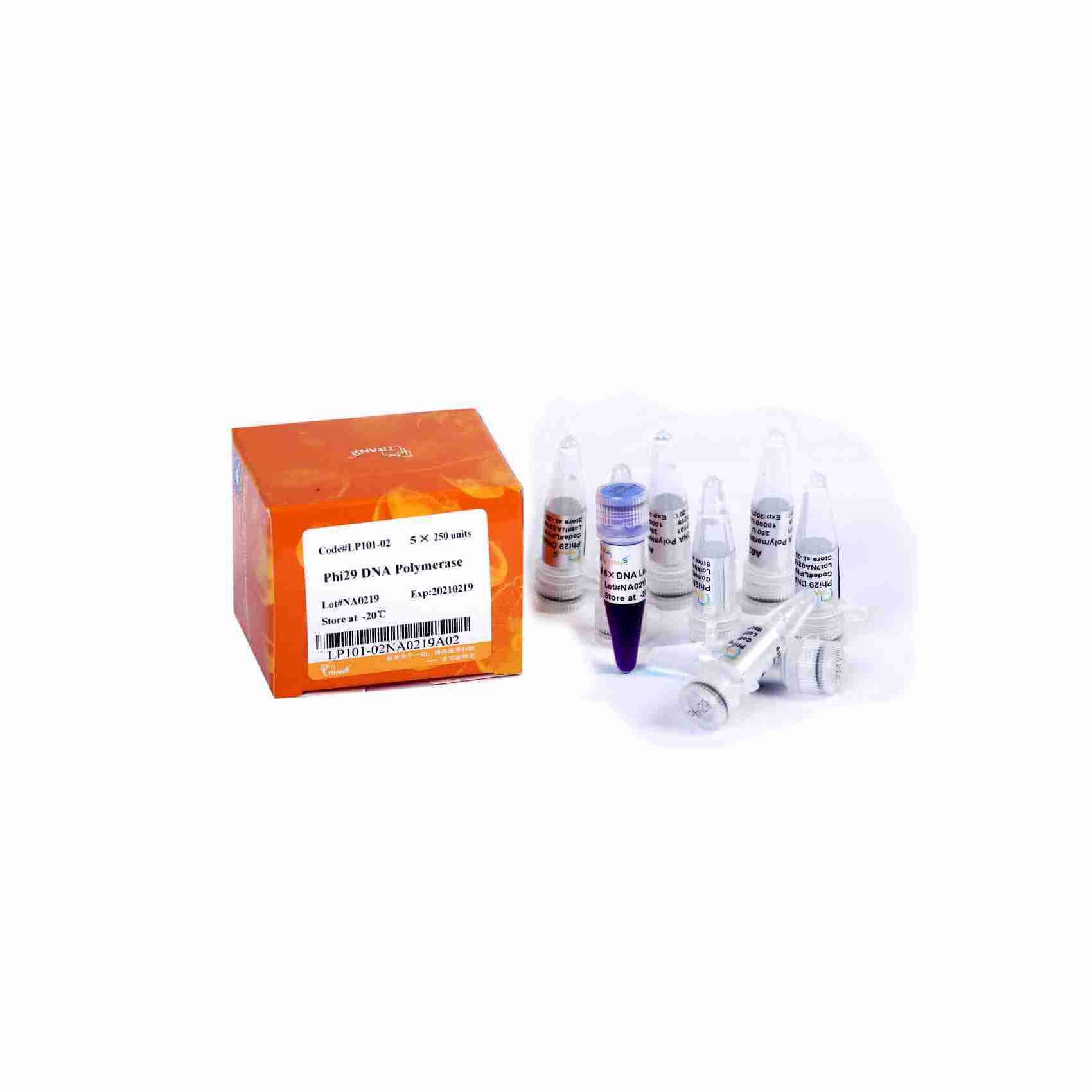 Phi29 DNA Polymerase
