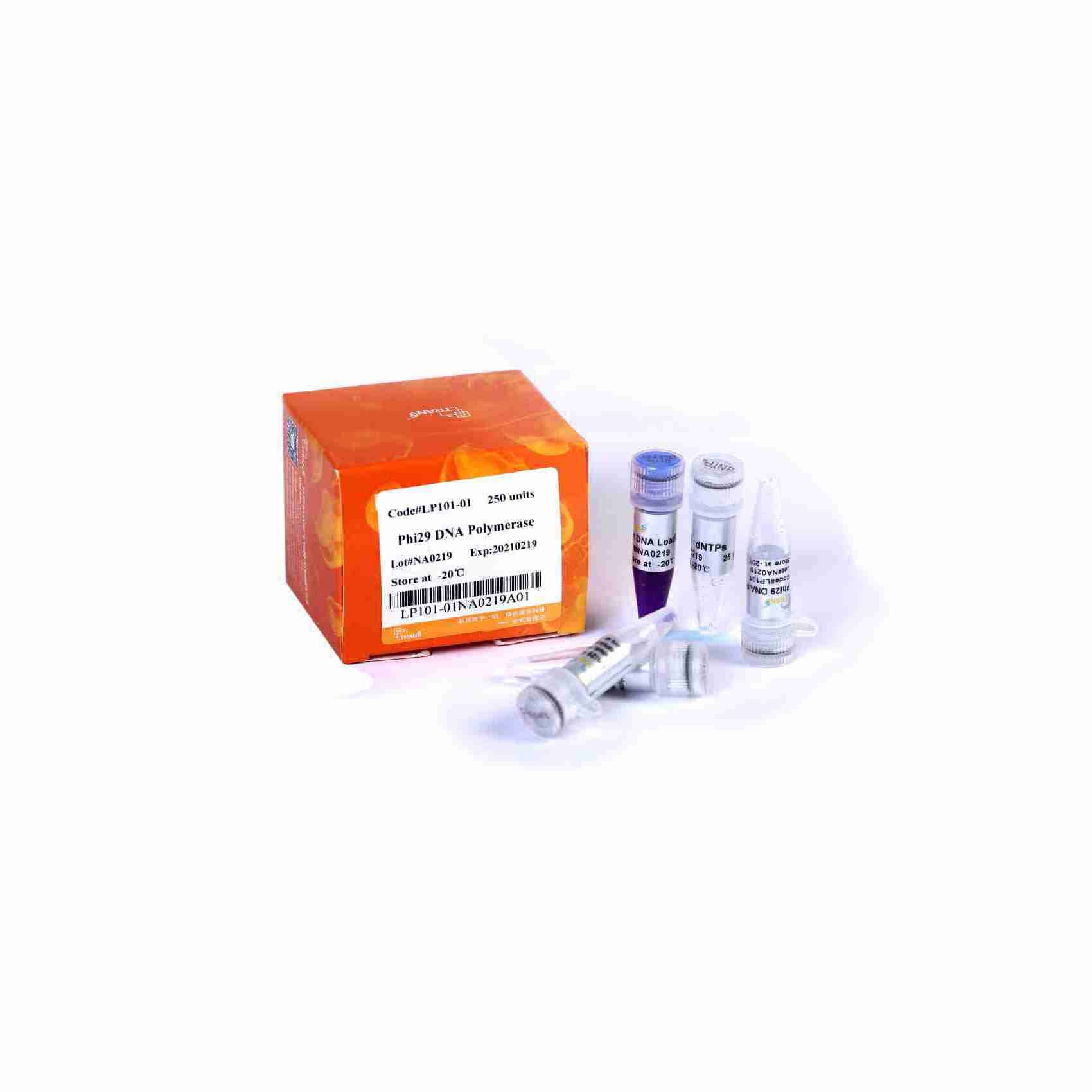 Phi29 DNA Polymerase