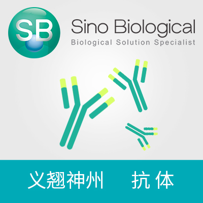SPINK1|SPINK1 antibody|SPINK1抗体|Anti-Human 兔多抗