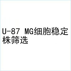 U-87 MG细胞稳定株筛选