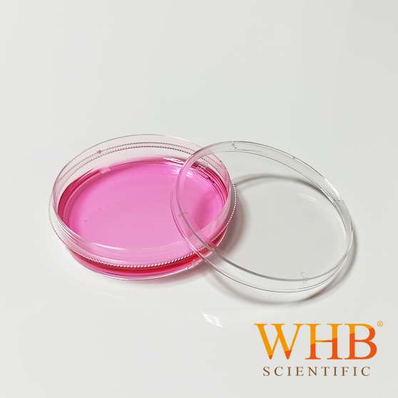 tc处理标准透明150mm细胞培养皿灭菌