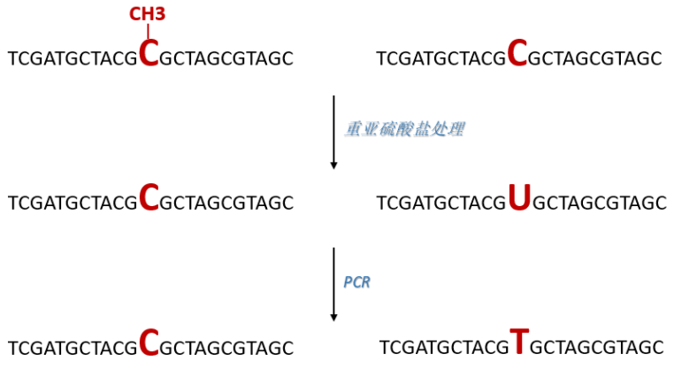 WGBS（全基因组甲基化）