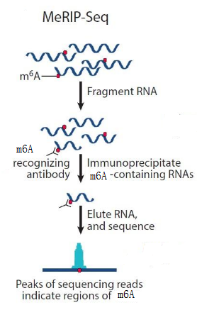 MeRIP-seq（RNA甲基化）