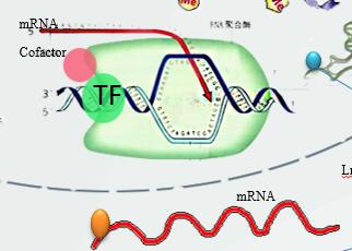 RNA-seq