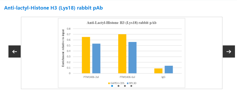 Anti-H3，lactyl-K18 Rabbit mAb