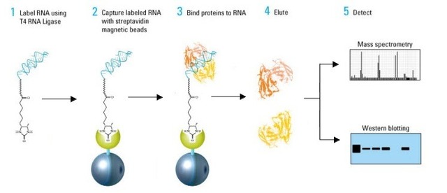 RNA-蛋白相互作用检测（RNA pull down）