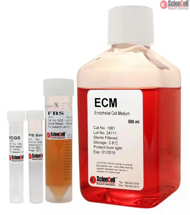 endothelial cell medium